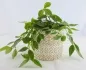 Preview: Blumentopf Übertopf Keramik Klein - Gold & Weiß - Gartendeko Deko