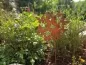Preview: Gartenstecker Dekostecker Edelrost - Gartendeko Rost - Motiv Schmetterling Schwarm Garten