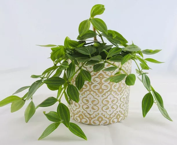 Blumentopf Übertopf Keramik Klein - Gold & Weiß - Gartendeko Deko