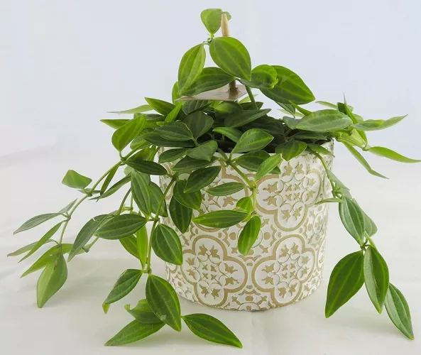 Blumentopf Übertopf Keramik Klein - Gold & Weiß - Gartendeko Deko
